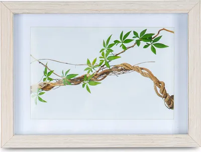 Produktbild von Bilderrahmen 10x15cm Eiche Natur Echtholz Fotorahmen Einzelrahmen Portraitrahmen