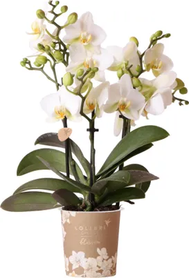 Immagine prodotto di Orchidea Phalaenopsis "Lausanne" - Bianco - Ø9cm - Pianta da appartamento con 3