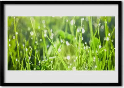 Produktbild von Bild 70x50 MDF-Rahmen Wandkunst Gras Natur Pflanze