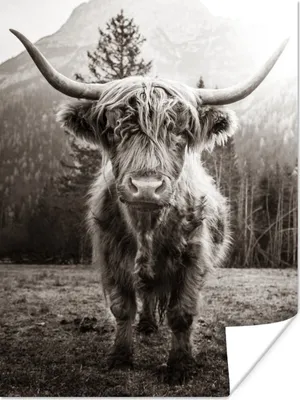 Produktbild von MuchoWow® Poster Schottischer Highlander - Schwarz - Weiß - Tiere 90x120 cm - Wohnzimmer