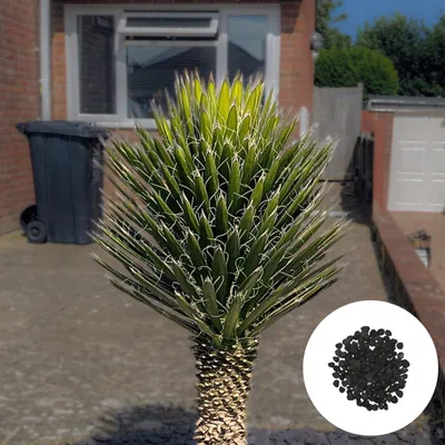 Zdjęcie produktu dla Nasiona roślin egzotycznych - zestaw 5 sztuk - Odporna - Yucca Filifera - Juka nitkowata (Filifera)