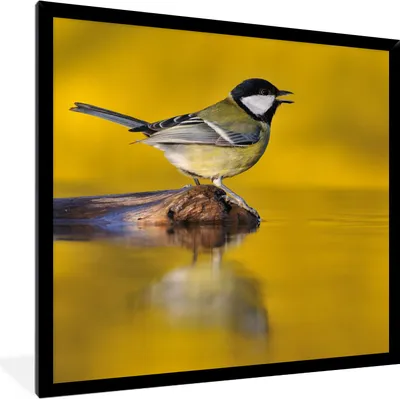 Produktbild von MuchoWow® Gerahmtes Poster Kohlmeise - Vogel - Wasser 40x40 cm - Poster mit Schwarzem Bilderrahmen Wandposter Rahmen Foto Bilder - Mit Rahmen - Wanddekoration Schlafzimmer