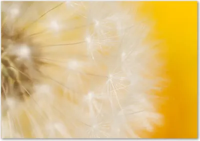 Produktbild von Tulup® Glas-Bild - 100 x 70 - Wandbild aus Glas - Wandkunst - Wandbild hinter gehärtetem Sicherheitsglas - Blumen & Pflanzen - Pusteblume - Gelb