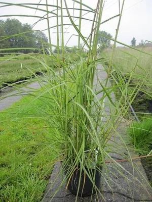 Produktbild von Miscanthus sinensis Nippon - Garten-Chinaschilf Nippon