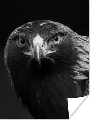 Produktbild von MuchoWow® Poster Bussard - Vogel - Tiere - Schwarz - Weiß 90x120 cm - Wohnzimmer