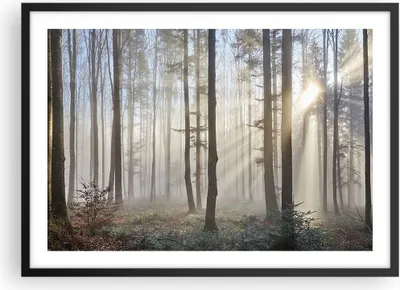 Produktbild von Gerahmtes Poster - Schwarzer Rahmen - Wald Baum Natur - 70x50 cm - Wand Bild - Wanddeko - Wandbilder - Kunstposter - Wandposter - Bilderrahmen - Bilder - Kunstdruck - Wandbild - P2BAA70x50-3749