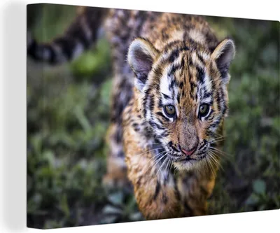 Produktbild von MuchoWow® - Leinwandbilder - Tiger - Baby - Natur, Wandbild, Wanddeko Bilder Wohnzimmer, 120x80 cm