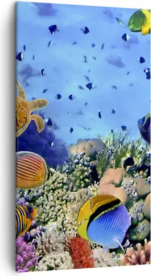 Produktbild von Bild auf Leinwand - Leinwandbild - Korallenriff - 45x80cm - Wand Bild - Wanddeko - Wandbilder - Leinwanddruck - Bilder - Kunstdruck - Wanddekoration - Leinwand bilder - Wandkunst - PA45x80-3569