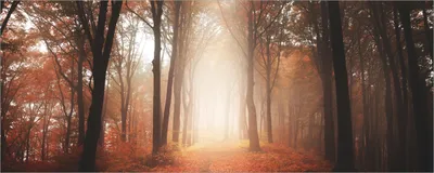 Produktbild von Wallario Poster - Herbstwald - Weg zu einer Lichtung im Wald, Kunstdruck Größe: 50 x 125 cm