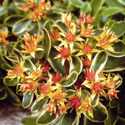 Obrázok produktu pre 6 ks rastlín Vetkruid - Sedum kamtschaticum 'Variegatum' | Kvetináč 9 cm x 9 cm