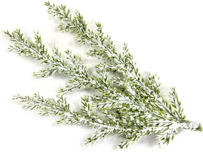 Image de Branches de cyprès enneigées Décoration de Noël 3 pièces vert-blanc 10 cm -