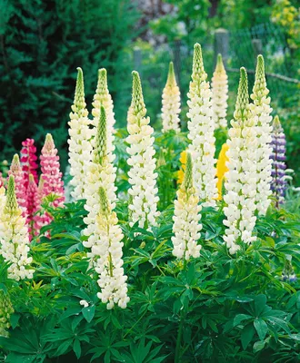 Produktbild von Lupinus polyphyllus 'Fräulein', Lupine, rosa, ca. 11x11 cm Topf
