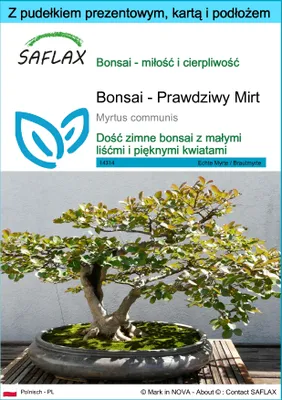 Zdjęcie produktu dla SAFLAX - Zestaw prezentowy - Bonsai - Prawdziwy Mirt - 30 Nasiona - Z pudełkiem upominkowym, etykietą wysyłkową, kartą podarunkową i podłożem uprawowym - Myrtus communis