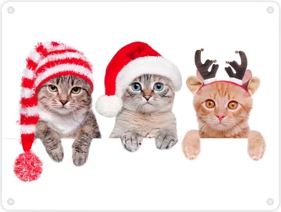 Produktbild von Niedliche Kätzchen Metallschild im Weihnachtsstyle Schild Blechschild