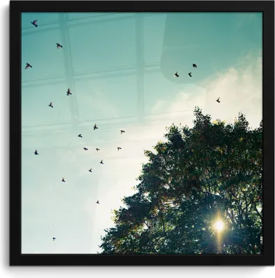 Produktbild von MuchoWow® MuchoWow® Gerahmtes Poster Wald - Baum - Vogel 40x40 cm - Poster mit zchwarzem Bilderrahmen - Mit Rahmen - Wanddekoration Schlafzimmer