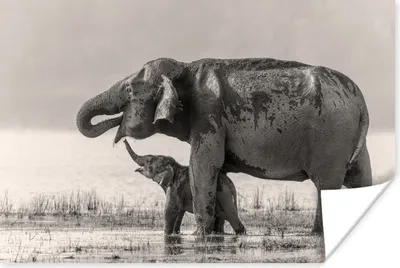 Produktbild von MuchoWow® Poster Elefant - Schwarz - Weiß 180x120 cm - Fotoplakat