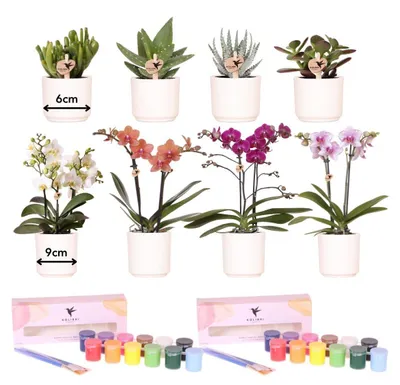 Immagine prodotto di Kolibri Creatives | Kit di piante con 8 piantine e vasi da dipingere