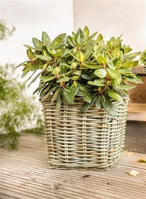 Image de Corbeille à plantes "Koboo Grey" en rotin, carrée, grise, grande, pot de fleurs, bac à plantes, pot pour plantes d'extérieur, bac à fleurs
