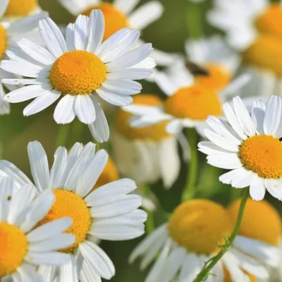 Produktbild von 6 x Herbst Anemone  - Anthemis hybrida 'Sauce Hollandaise'  | Topf 9cm x 9cm