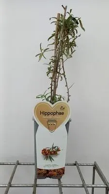 Obrázok produktu pre Hippophae rhamnoides 'Leikora' - Rakytník rešetkovitý 'Leikora' | 25 cm v kvetináči