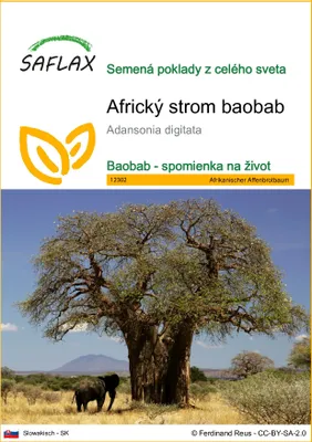 Obrázok produktu pre SAFLAX - Africký strom baobab - Adansonia digitata - 6 Semená