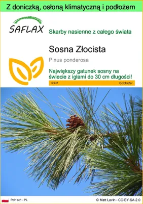 Zdjęcie produktu dla SAFLAX - Garden to go - Sosna Złocista - 20 Nasiona - Z doniczką, pokrywą klimatyczną i podłożem do uprawy - Pinus ponderosa