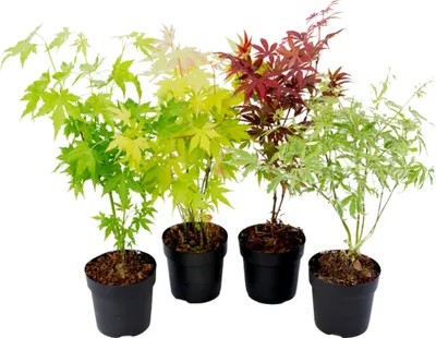 Four potted Japanese maple saplings with different leaf colors.