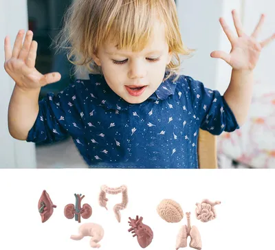 Image de 8 pièces Simulation d'organes humains Modèles Jouets éducatifs Sciences préscolaires Matériel pédagogique à domicile pour enfants