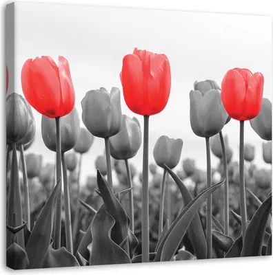 Produktbild von Leinwandbild rote tulpen auf einer wiese 60x60 cm Feeby rot wandbild bereit zum aufhängen