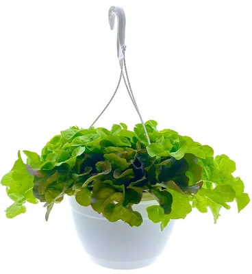 Produktbild von Enseleits Pflücksalatampel, Ampel Salatjungpflanzen, Lactuca sativa var. capitata, verschiedene Sorten