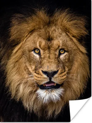 Produktbild von MuchoWow® Poster Löwe - Porträt - Schwarz - Tiere 90x120 cm - Wohnzimmer