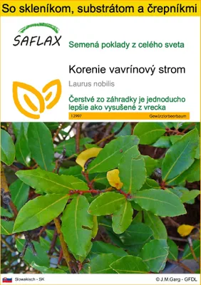 Obrázok produktu pre SAFLAX Kultivačný set - korenie vavrínový strom - Laurus nobilis - 6 Semená - S mini skleníkom, pestovateľským substrátom a 2 črepníkmi