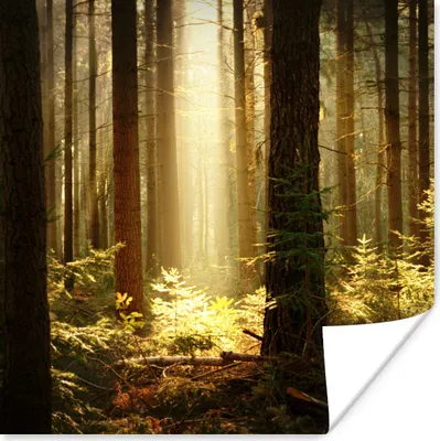 Produktbild von MuchoWow® Poster Wald - Bäume - Sonne 75x75 cm - Wand Dekoration