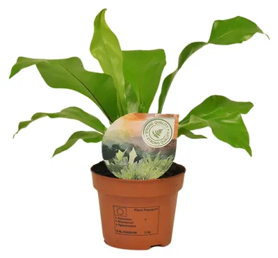 Zdjęcie produktu dla Asplenium Nidus - 25-35cm - Ø12cm - Roślina doniczkowa - Zimozielony