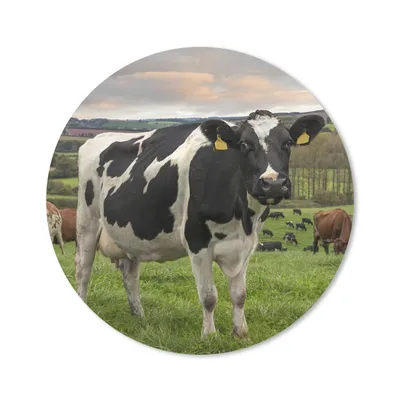 Produktbild von MuchoWow® Mauspad Mousepad Kuh - Berg - Gras - Tiere 20x20 cm - Mousepads - Maus Mat - Pad - Mausunterlage - Schreibtischmatte
