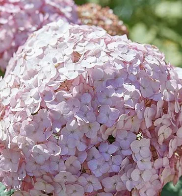 Produktbild von Ballhortensie 'CANDYBELLE BUBBLEGUM' 30-40 cm, Cont. 2,5 l