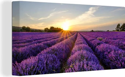 Obrázek produktu pro OneMillionCanvasses® Malba na plátně Nástěnná malba na plátně - Levandule - Květiny - Západ slunce - Fialová - 40x20cm