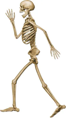 Obrázek produktu pro Chodící kostra Halloween dekorace kartonová figurka béžová 94cm - jedna velikost pro všechny