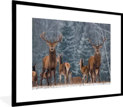 Produktbild von MuchoWow® Gerahmtes Poster Hirsche - Winter - Schnee - Waldtiere - Wald - Natur 80x60 cm - Poster mit Schwarzem Bilderrahmen Wandposter Rahmen Foto Bilder - Schlafzimmer-Dekorationen - Fotoposter