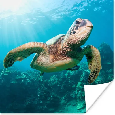 Produktbild von MuchoWow® Poster Schwimmende Schildkröte Fotodruck 100x100 cm - Babyzimmer