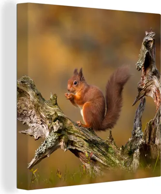 Produktbild von MuchoWow® - Leinwandbilder - Eichhörnchen - Baumstamm - Wald, Wandbild, Wanddeko Bilder Wohnzimmer, 20x20 cm