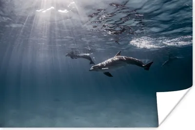 Produktbild von MuchoWow® Poster Delfin - Sonne - Meer 60x40 cm - Schlafzimmerdekoration