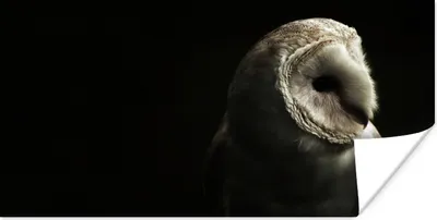 Produktbild von MuchoWow® Poster Eule - Vogel - Porträt 40x20 cm