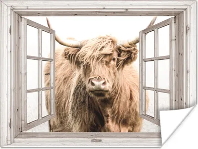Produktbild von MuchoWow® Poster Schottischer Highlander - Winter - Ansicht 160x120 cm - Foto Plakat
