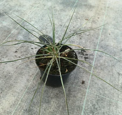 Image de Yucca constricta