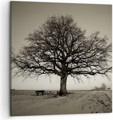 Produktbild von Bild auf Leinwand - Leinwandbild - Einteilig - Baum Schnee Sepia - 50x50cm - Wand Bild - Wanddeko - Wandbilder - Leinwanddruck - Bilder - Wanddekoration - Leinwand bilder - Wandbild - AC50x50-4161