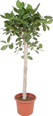 Zdjęcie produktu dla Figowiec Banyan - Ficus benghalensis - 190cm - ø40cm