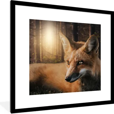 Produktbild von MuchoWow® MuchoWow® Gerahmtes Poster Tiere - Fuchs - Wald 40x40 cm - Poster mit zchwarzem Bilderrahmen - Poster - Plakat im Rahmen