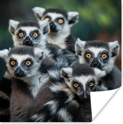 Produktbild von MuchoWow® Poster Affen - Tiere - Ringelschwanzlemuren 100x100 cm - Babyzimmer