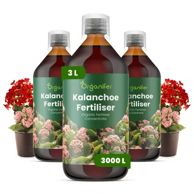 Obrázek produktu pro Kalanchoe Tekuté Hnojivo 3x1 L – 2-1-8 NPK – Pro Kalanchoe & Další Sukulenty – Podporuje Zdravý Růst & Rovnomerný Vývin – Organifer